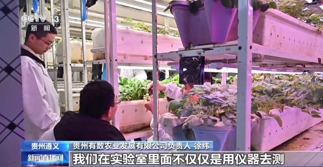 娄山关下新农人 “植物工厂”开创新赛道